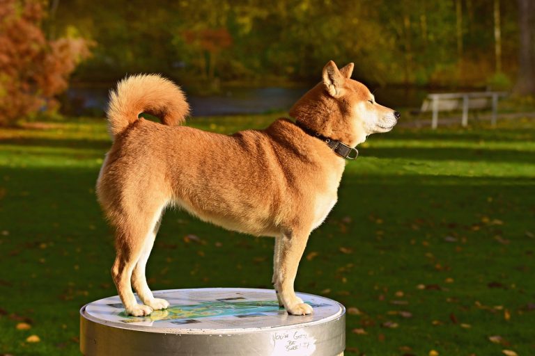 Dog Poop Pickup in Sumpter Twp Michigan