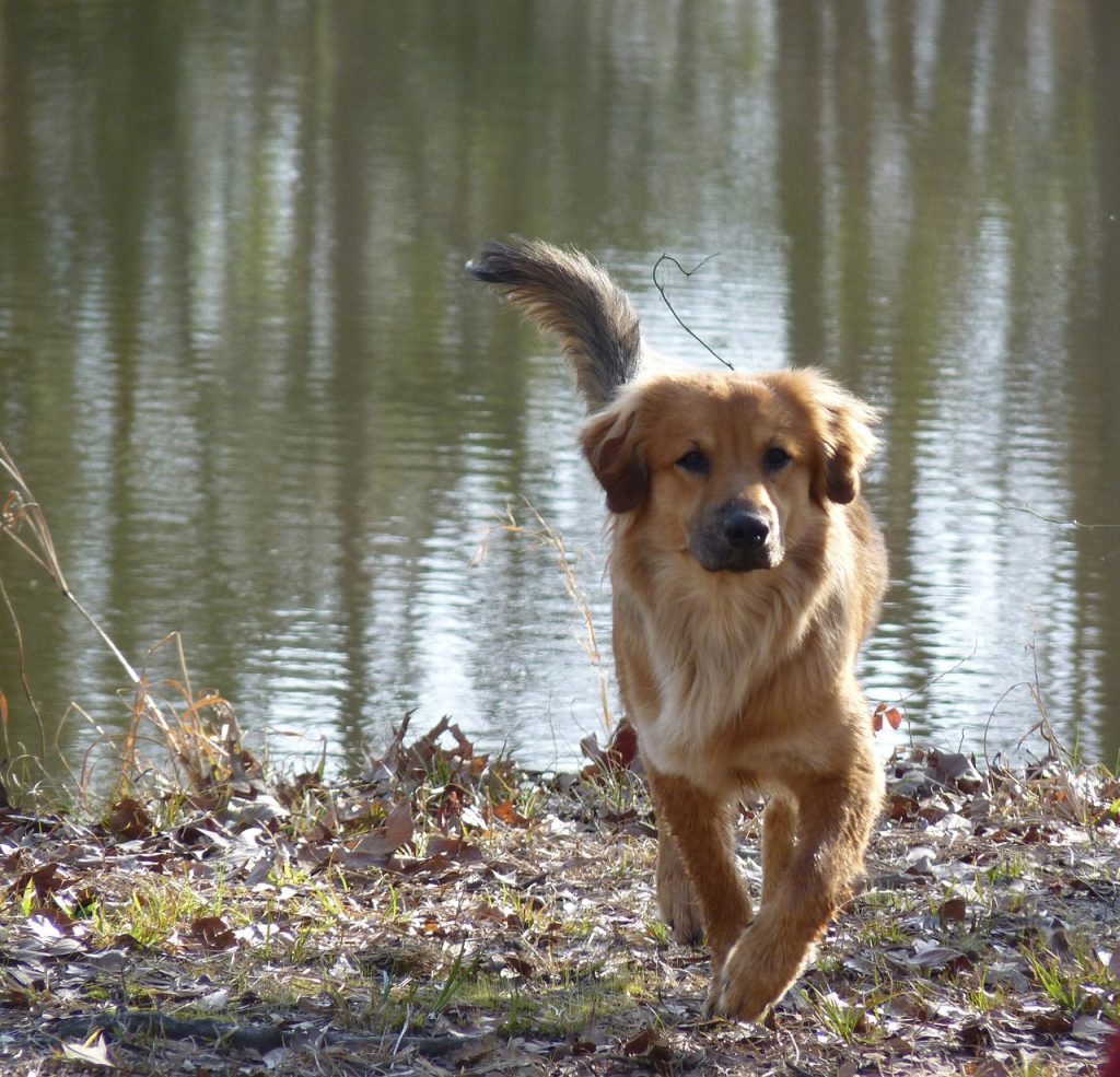 Dog Poop Pickup in Sumpter Twp Michigan