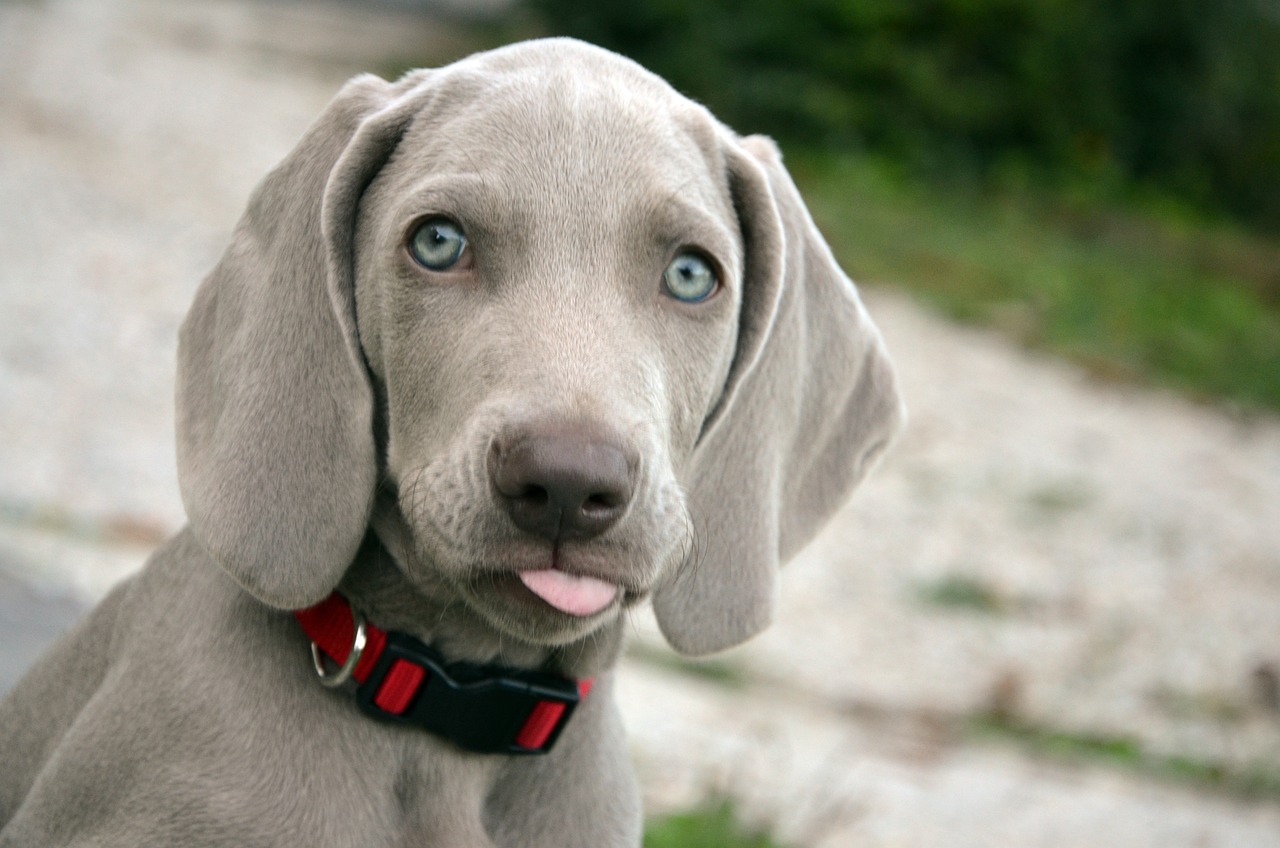 Dog Poop Pickup in Sumpter Twp Michigan