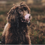 Dog Poop Pickup in Sumpter Twp Michigan