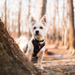 Dog Poop Pickup in Sumpter Twp Michigan