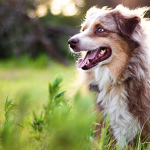 Dog Poop Pickup in Sumpter Twp Michigan