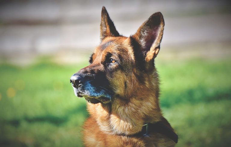 Dog Poop Pickup in Sumpter Twp Michigan